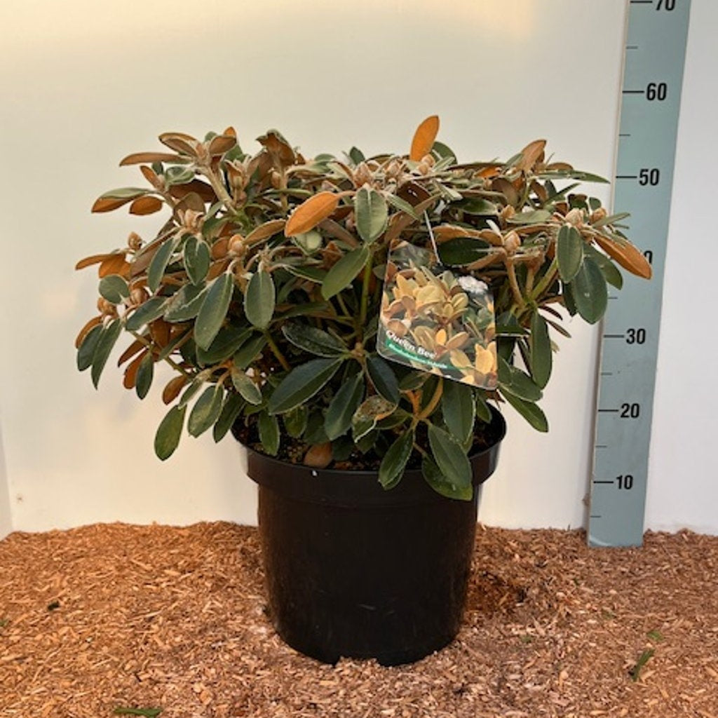Rhododendron – Rhododendron (Y); 'Queen Bee' - C12 50-60 CM